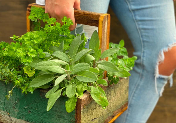 Herb-planter