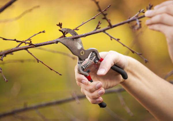 Pruning