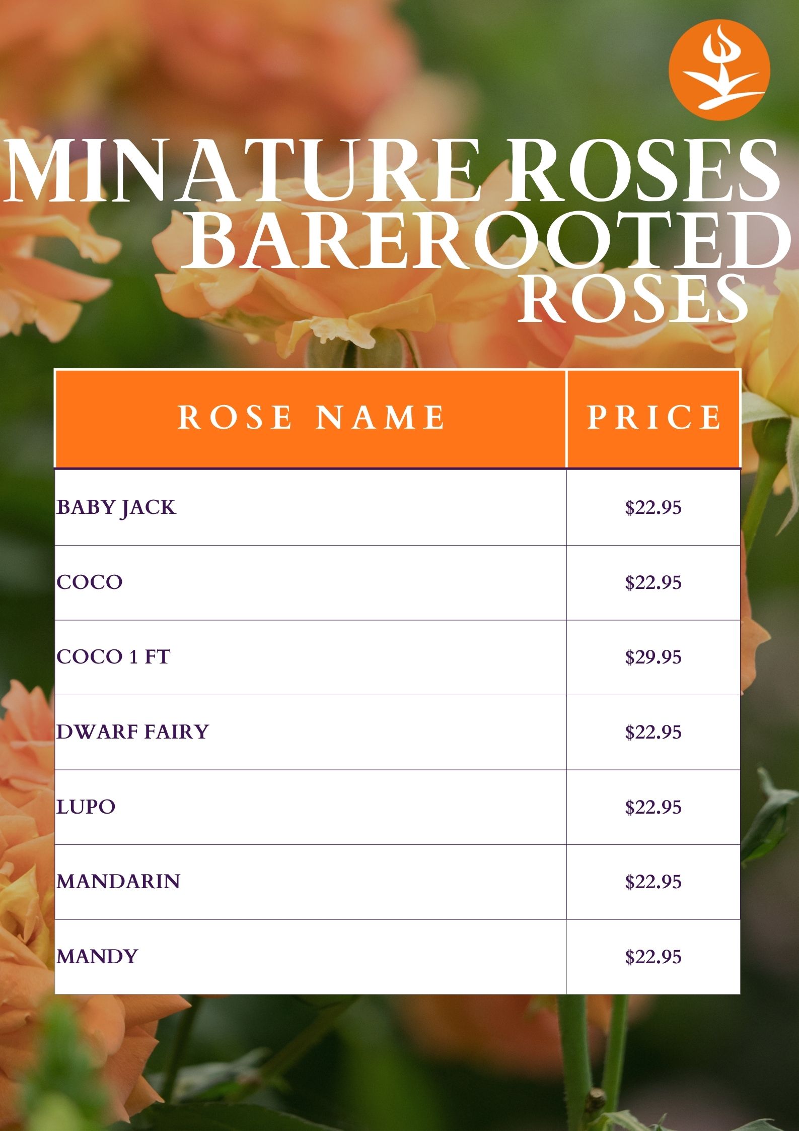 Minature Roses