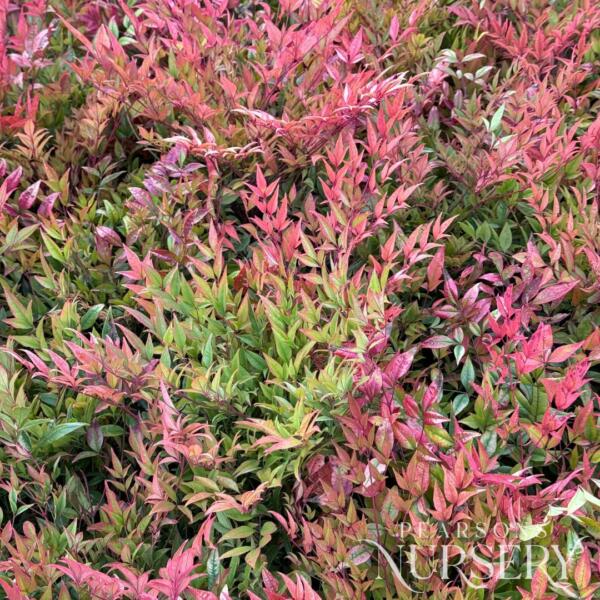 Copy Of Not Published Herbs Jan 2024 (10)