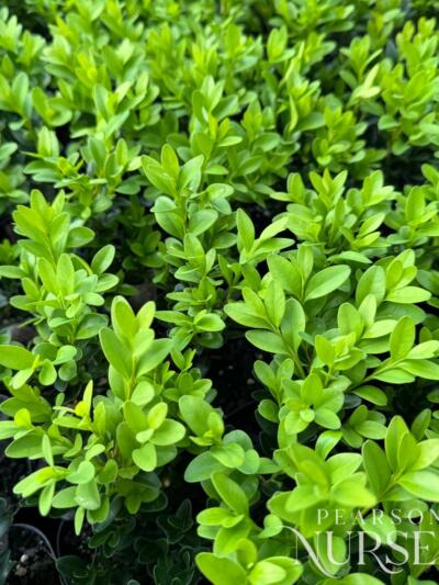 Copy Of Not Published Herbs Jan 2024 (11)