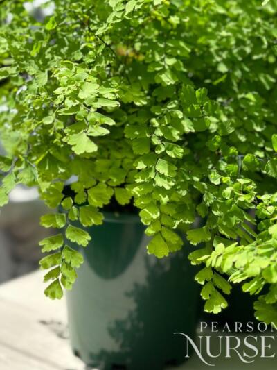 Copy Of Not Published Herbs Jan 2024 (25)
