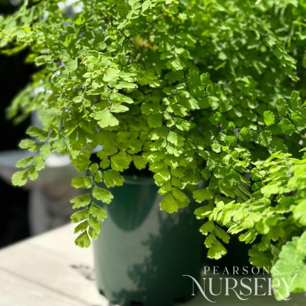 Copy Of Not Published Herbs Jan 2024 (25)