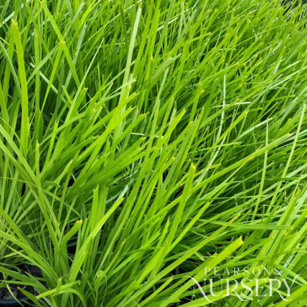 Copy Of Not Published Herbs Jan 2024 (37)