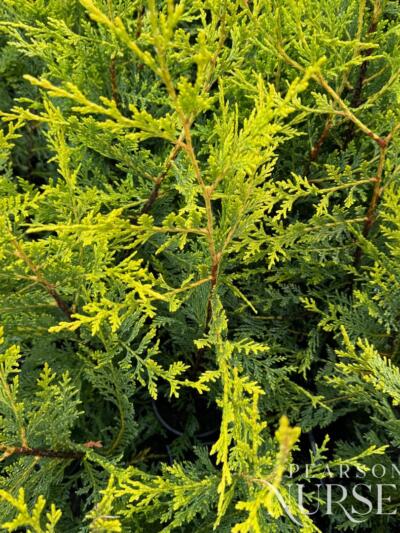 Copy Of Not Published Herbs Jan 2024 (42)