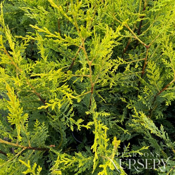 Copy Of Not Published Herbs Jan 2024 (42)