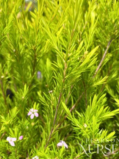 Copy Of Not Published Herbs Jan 2024 (69)